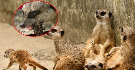 Kontrowersyjna akcja zoo. Nakarmisz zwierzę swoim byłym