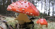 Ofiary niebezpiecznej mody. Zjedli czerwone muchomory
