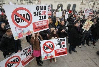 GMO groźne dla zdrowia? Naukowcy: Nie ma dowodów