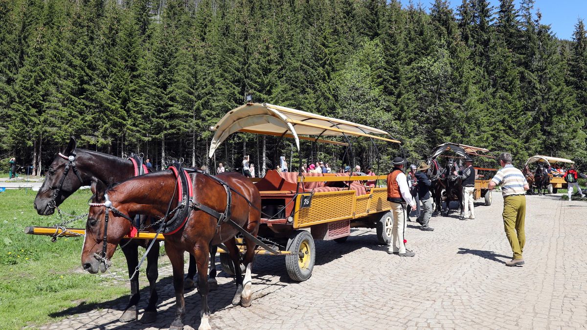 badanie koni na Polanie WŁosienica/ materiały prasowe
