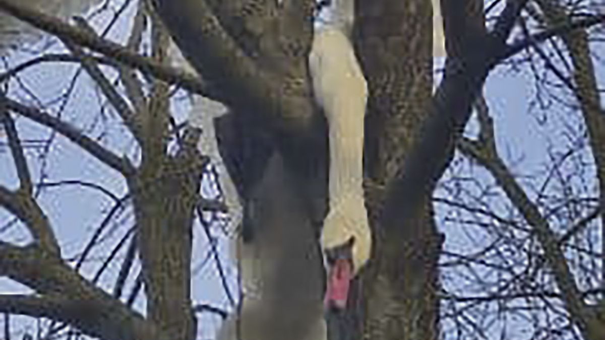 Ptak utknął na drzewie i nie potrafił sam się wydostać