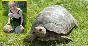 Żółw uciekł z domu dwa lata temu. Przeszedł... osiem kilometrów