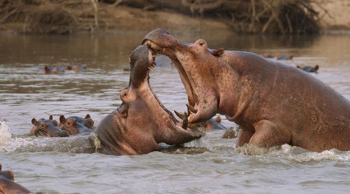 Afrykańskie drapieżniki: wielka czwórka