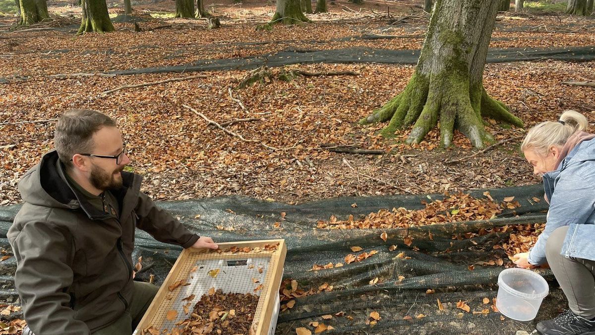 Jesień to okres zbiorów dla leśników