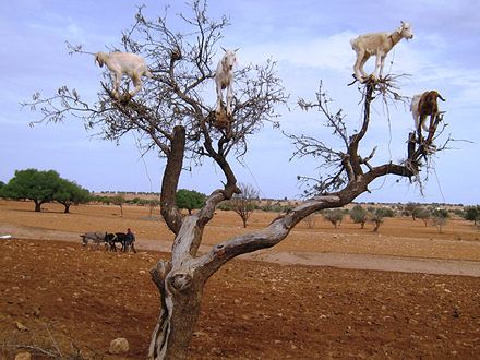 Maroko: Kozy na drzewach