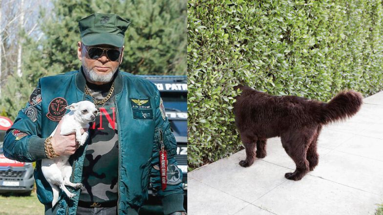 Żywopłoty, które wyglądają jak Krzysztof Rutkowski