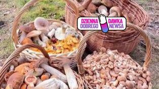 Zabrała kosze i poszła do lasu. "Będzie grubo". Czapki z głów
