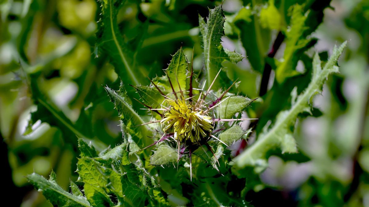 Drapacz lekarski to roślina zielna z rodziny astrowatych, która swoją nazwę zawdzięcza kolczastym liściom