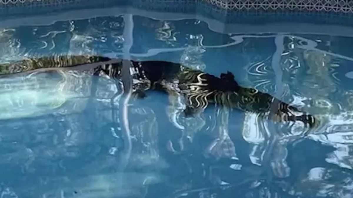 Kobieta była w szoku po tym, co zobaczyła w basenie