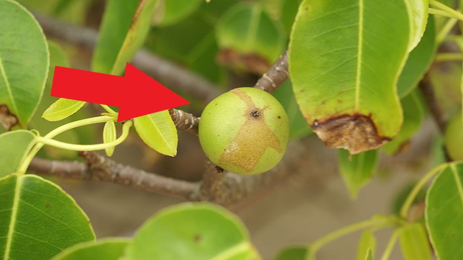 Owoce z drzewa manchineel przypominają małe jabłka 