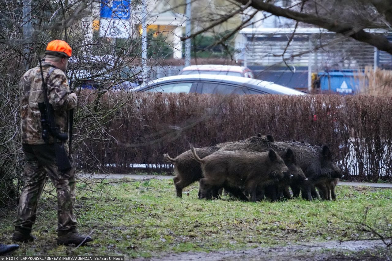 Weterynarz strzelał do dzika w centrum miasta. Prezydent oburzona