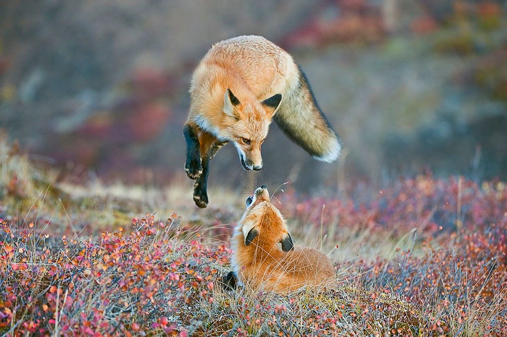 Wyróżnienie w kategorii Wildlife, profesjonalista. Na zdjęciu lisy w Parku Narodowym Denali na Alasce.