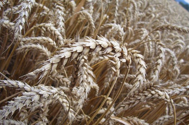 Przemarznięte zboża. Rolnicy liczą straty