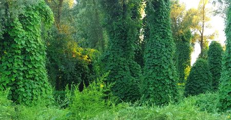 Kudzu – właściwości, działanie, wskazania i środki ostrożności