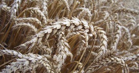 Produkcja zbóż w UE wyższa mimo złej pogody