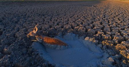 Pozwolił umrzeć zwierzętom zamiast im pomóc. Czy to moralne?
