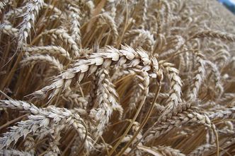 Iran "po cichu" kupuje pszenicę. Przez nieurodzaj i sankcje