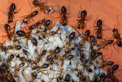 "Żółte szalone mrówki" atakują. Są zagrożeniem dla ludzi