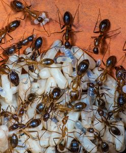 "Żółte szalone mrówki" atakują. Są zagrożeniem dla ludzi