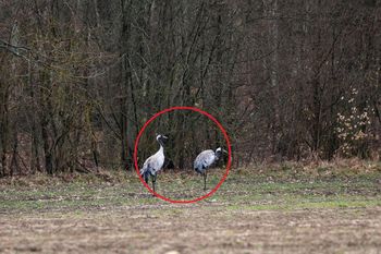 Wiosna w lesie. Tylko spójrz kto wrócił