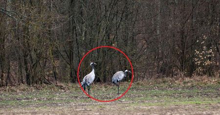 Wiosna w lesie. Tylko spójrz kto wrócił