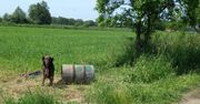 Bierutów. Przywiązali psa do pustej beczki na środku pola. Miał straszyć zwierzynę