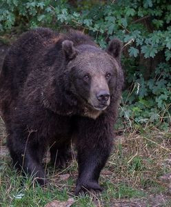 Niedźwiedzie nie tylko w Bieszczadach i Tatrach. Tego nigdy nie rób