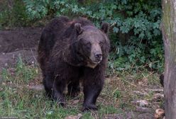 Niedźwiedzie nie tylko w Bieszczadach i Tatrach. Tego nigdy nie rób