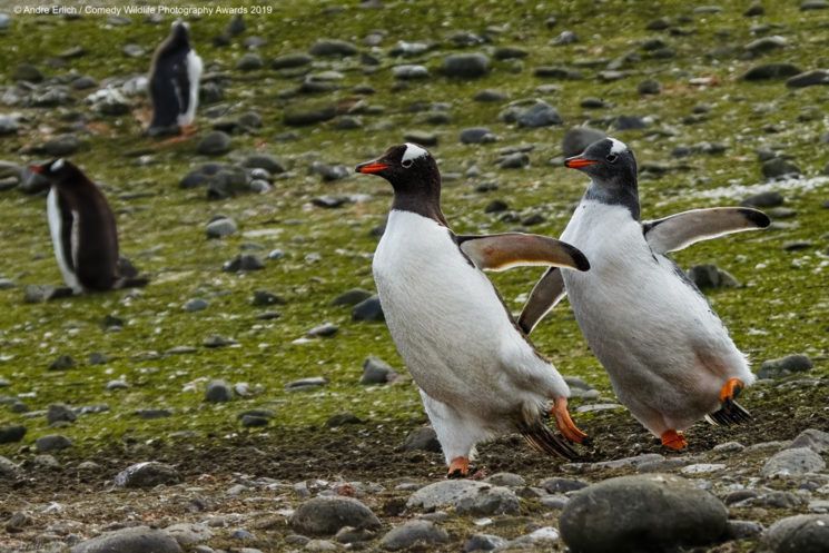 Najśmieszniejsze zwierzęta w konkursie Comedy Wildlife Photography Awards 2019 17