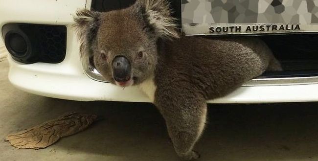 Miś koala przeżył wypadek i podróżował zakleszczony w "grillu" auta