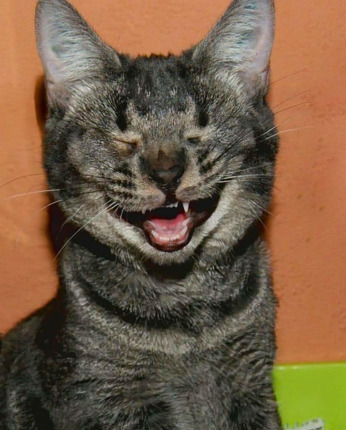 Comedy Pet Photography Awards 2022: Najzabawniejsze zwierzaki świata powracają 6