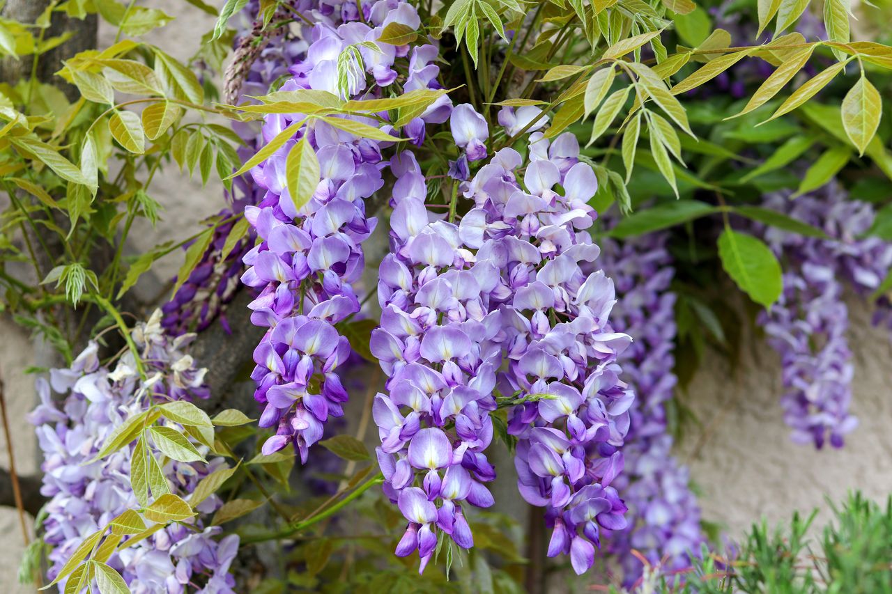 Wisteria earns the title 'Most Poisonous Plant of 2024': A beauty with hidden dangers