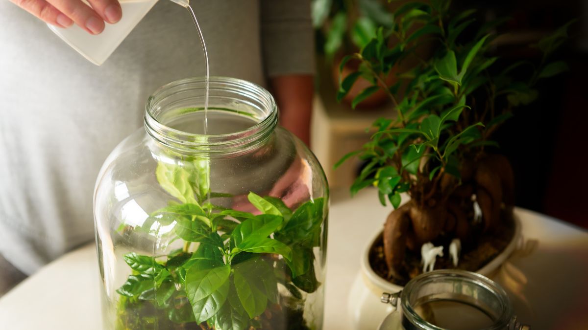 Las w słoiku wymaga odpowiedniej pielęgnacji