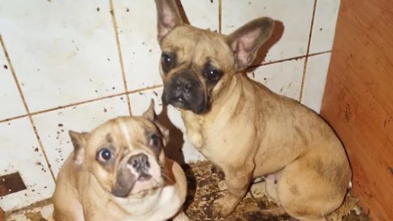 Pseudohodowcy z Dobrcza usłyszeli wyrok