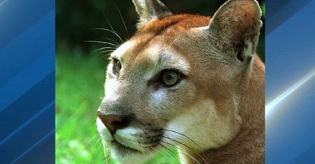 Dramat w USA. Puma rzuciła się na ośmiolatka w parku