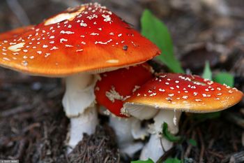 Jedzą muchomory czerwone, wymieniają się przepisami. Ekspertka: trują się i jeszcze karmią swoje dzieci