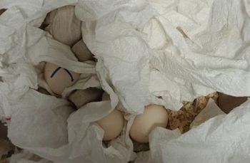 Niezwykłe znalezisko w paczce "z odzieżą". Sprawę bada prokuratura