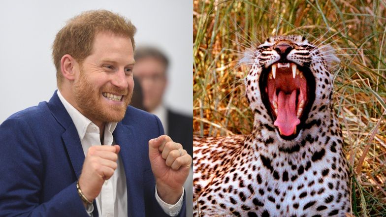 Książę Harry twierdzi, że księżna Diana porozumiała się z nim przez medium i lamparta 