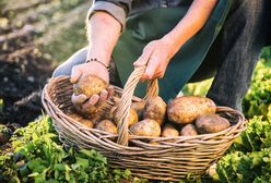 5 pomysłów na młode ziemniaki. Nie tylko w mundurkach
