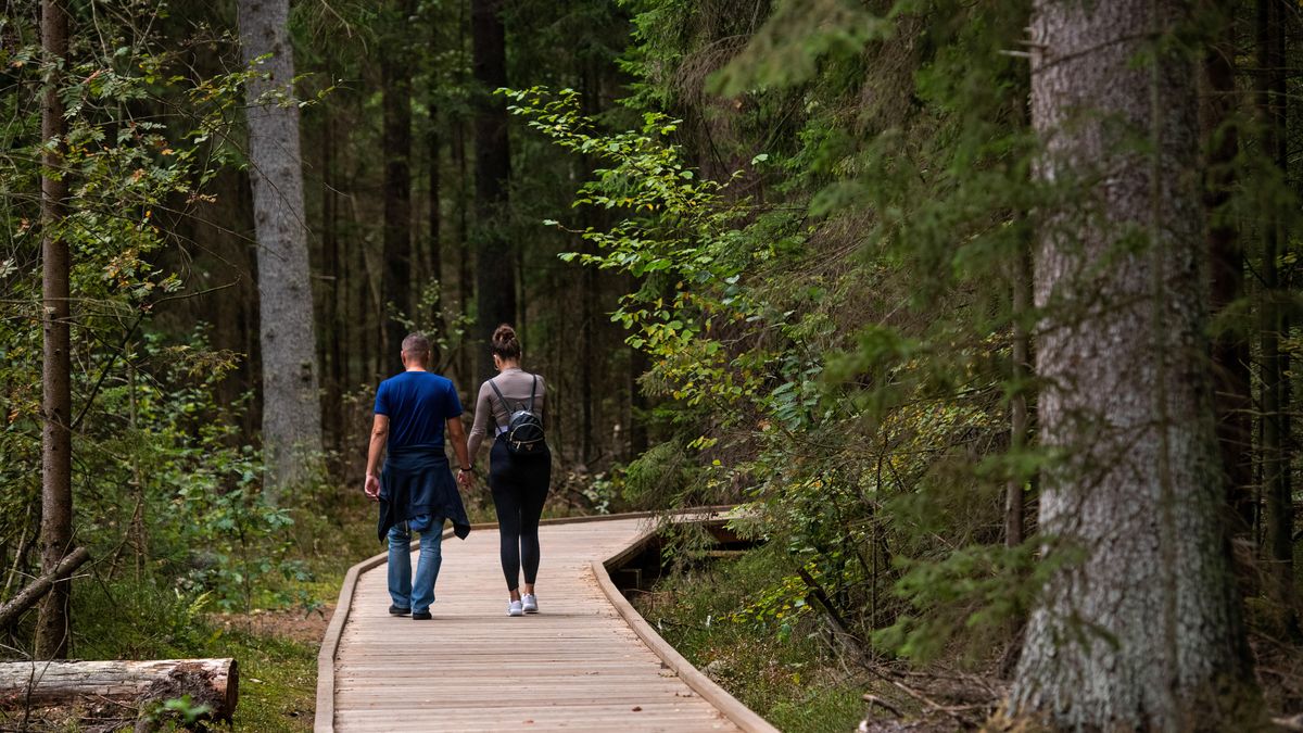 Turyści w Puszczy Knyszyńskiej