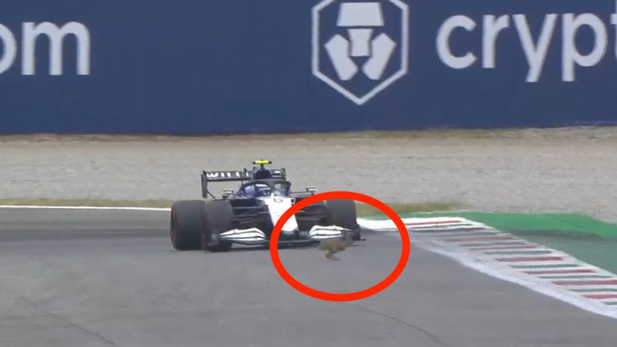 zając na torze podczas kwalifikacji F1