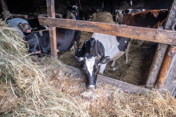 Gang złodziei bydła w rękach policji. Kradli krowy na Podlasiu