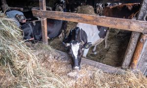 Gang złodziei bydła w rękach policji. Kradli krowy na Podlasiu