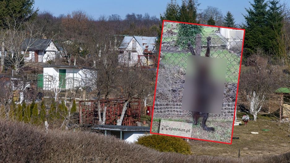 Kota znaleziona na płocie ogródków działkowych w niedzielę