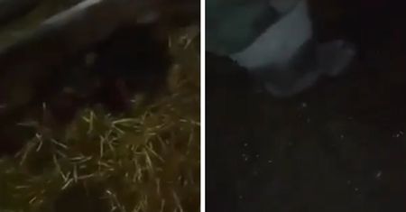 Nastoletni sadyści z Podlasia. Zrobili to psu i wszystko nagrali