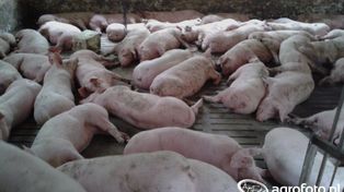 Ceny tuczników 2026 zatrzymały się. Czy teraz spadną?