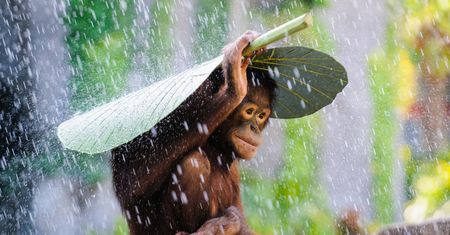 Oto najlepsze zdjęcia zgłoszone dotychczas w Sony World Photography Awards 2015