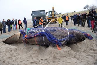 Martwy wieloryb zabrany z plaży koło Unieścia