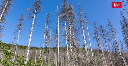Zmiany klimatyczne, a owady. Sytuacja w polskich lasach jest na bieżąco monitorowana
