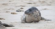 Martwe foki znalezione nad Bałtykiem. Wśród nich młode osobniki
